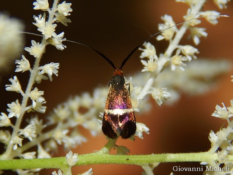 Adelidae da ID